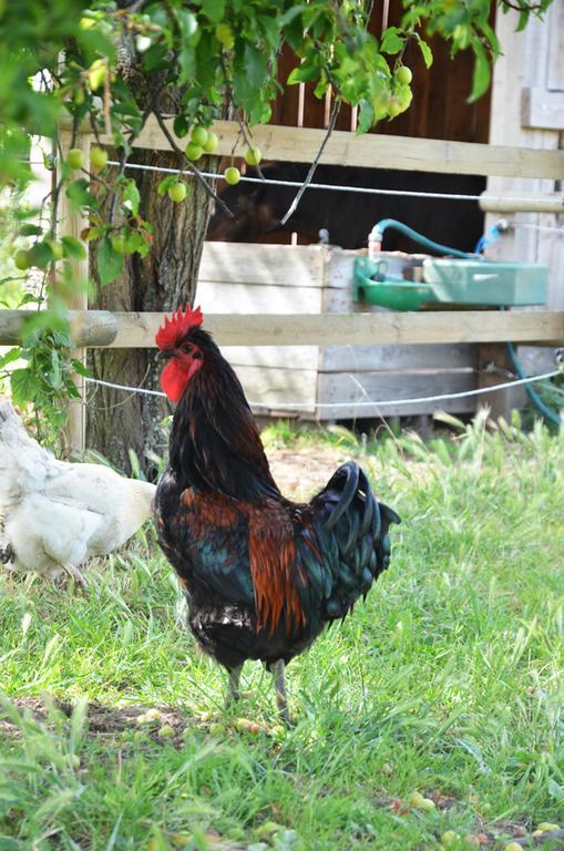 مبيت وإفطار Mazé La Petite Ferme المظهر الخارجي الصورة
